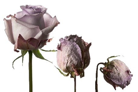 A trio of roses in various stages of bloom, including one fully open flower and two partially wilted ones, set against a white background.